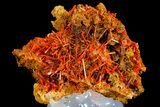 Bright Orange Crocoite Crystal Cluster - Tasmania #182723-1
